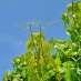 bach bloesem vine of wijnstok