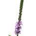 vervain