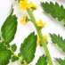agrimony