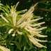 sweet-chestnut