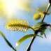 Bach bloesem willow of wilg