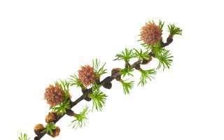 larch