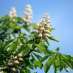 white-chestnut