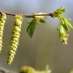 Bach bloesem hornbeam of haagbeuk