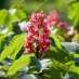 Bach bloesem red chestnut of rode kastanje