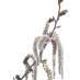 Bach bloesem aspen of ratelpopulier